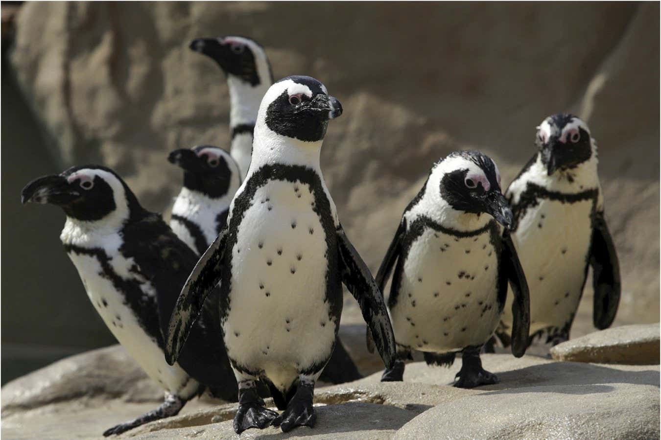 Los pingüinos africanos reconocen a sus parejas por las manchas en el pecho