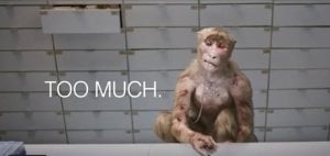 Too Much Monkey Ad 300x142.jpg