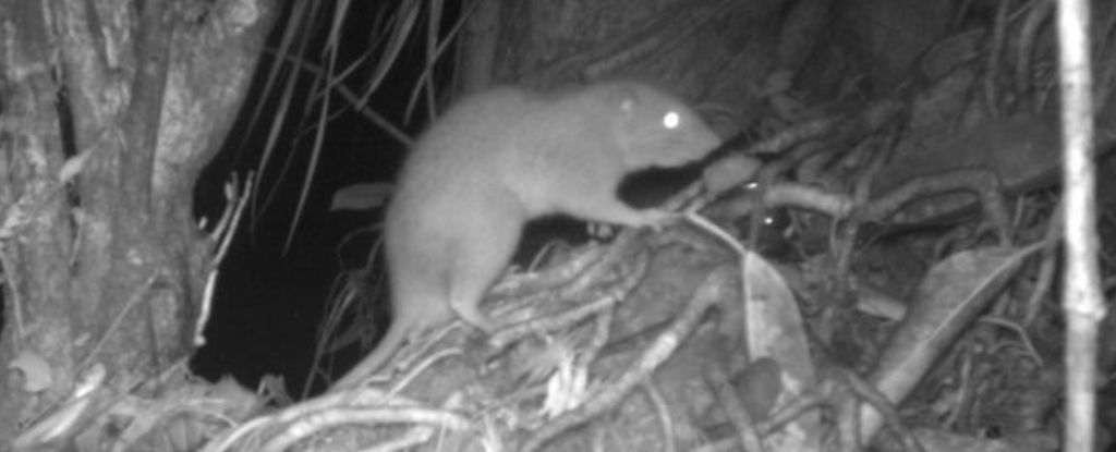 Raro roedor del tamaño de un bebé captado por la cámara por primera vez: ScienceAlert