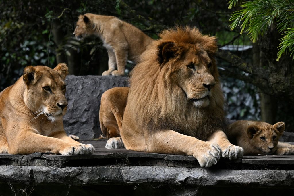 5 ejemplos de dimorfismo sexual animal, desde mandriles hasta leones africanos