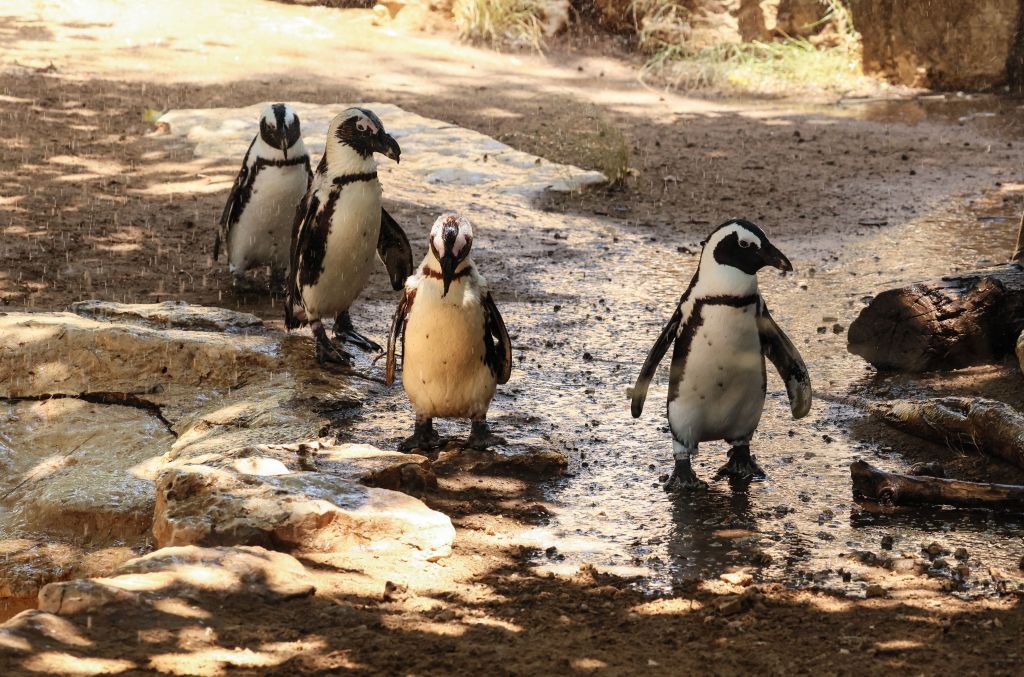 Los puntos negros en los pingüinos africanos les ayudan a reconocerse entre sí, según un estudio
