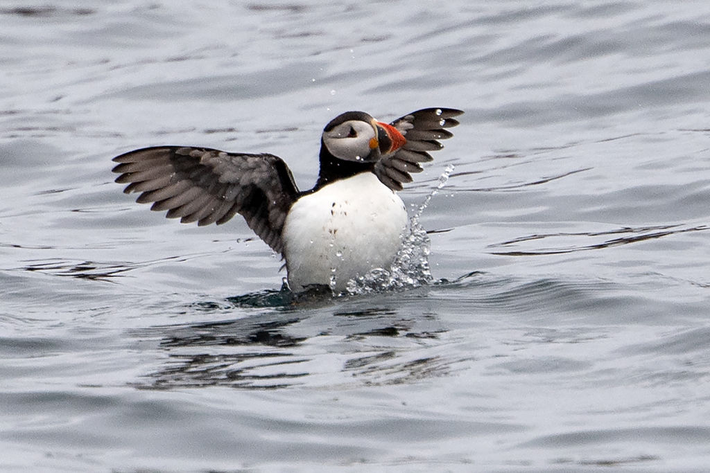 La mitad de las aves marinas reproductoras en Irlanda y el Reino Unido disminuyeron en los últimos 20 años debido al cambio climático y la pérdida de hábitat