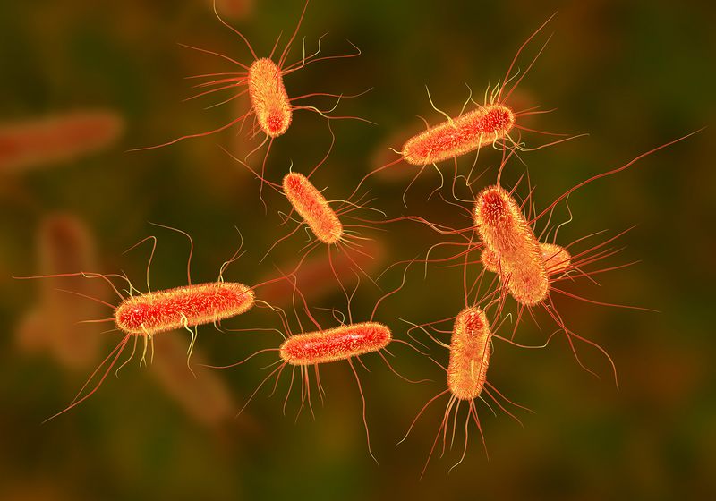 Las cápsulas bacterianas del tiempo podrían servir de base para futuros medicamentos |  Resumen de TS
