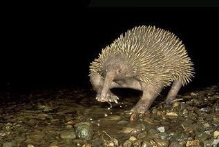 El animal extinto ‘equidna de pico largo de Attenborough’ redescubierto en estado salvaje tras una expedición a Nueva Guinea