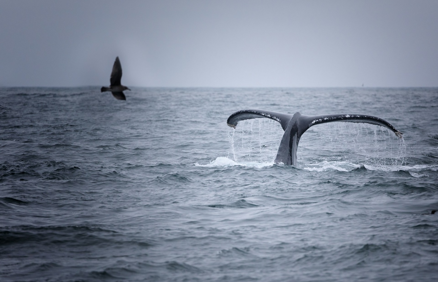 Las ballenas azules regresan al Océano Índico décadas después de ser expulsadas por la caza de ballenas