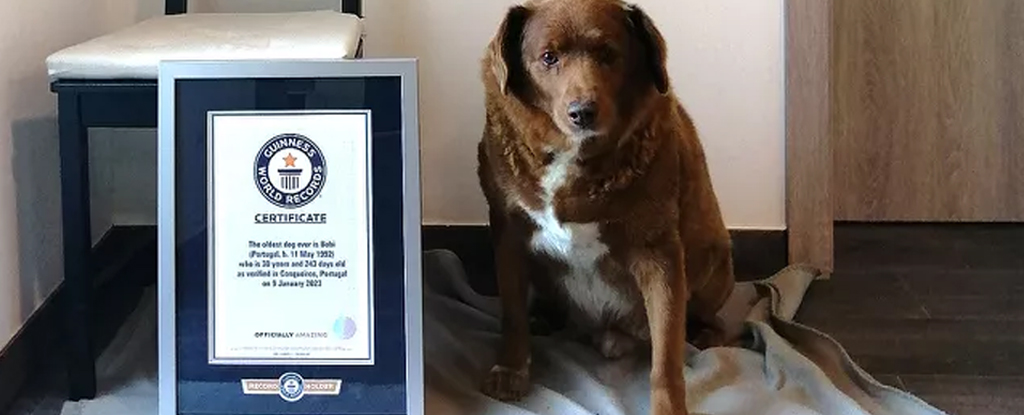 La muerte del perro más viejo del mundo podría enseñarnos algunas cosas sobre la vida: ScienceAlert