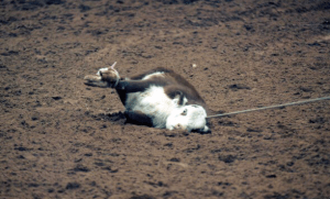 PETA a los Padres: El rodeo cruel no pertenece al Petco Park