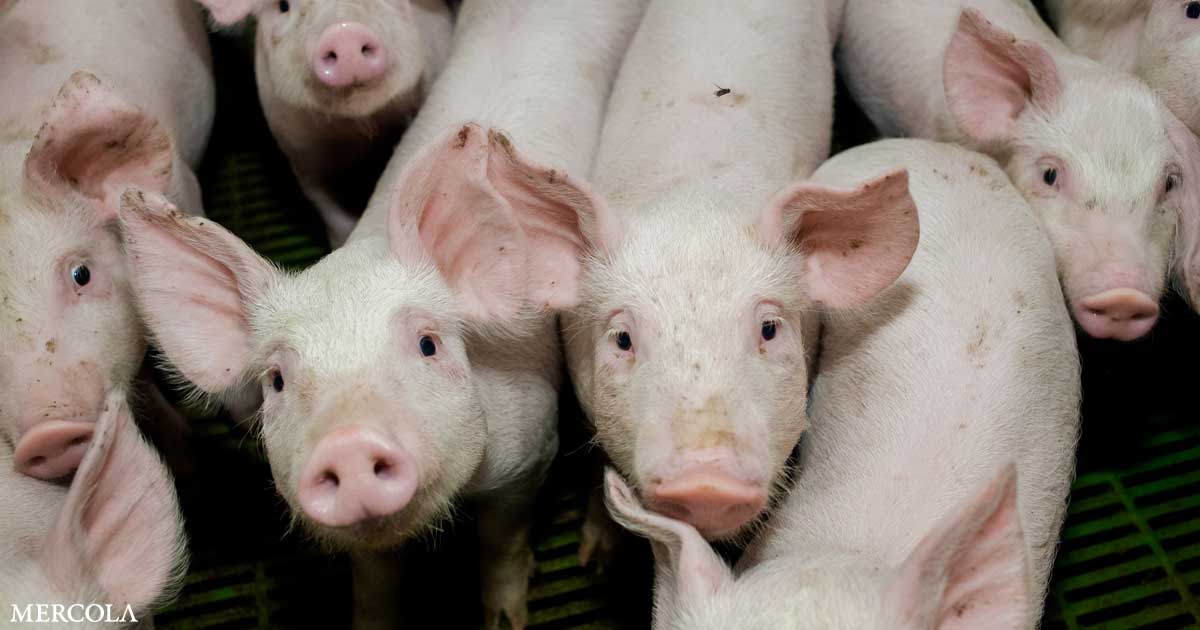Un fármaco común utilizado por la industria porcina tiene riesgo de cáncer humano