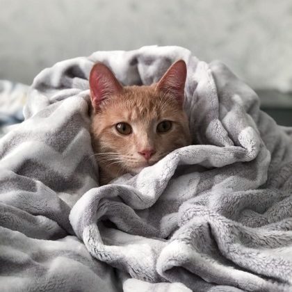 Actividades de interior para tus mascotas durante los meses de invierno