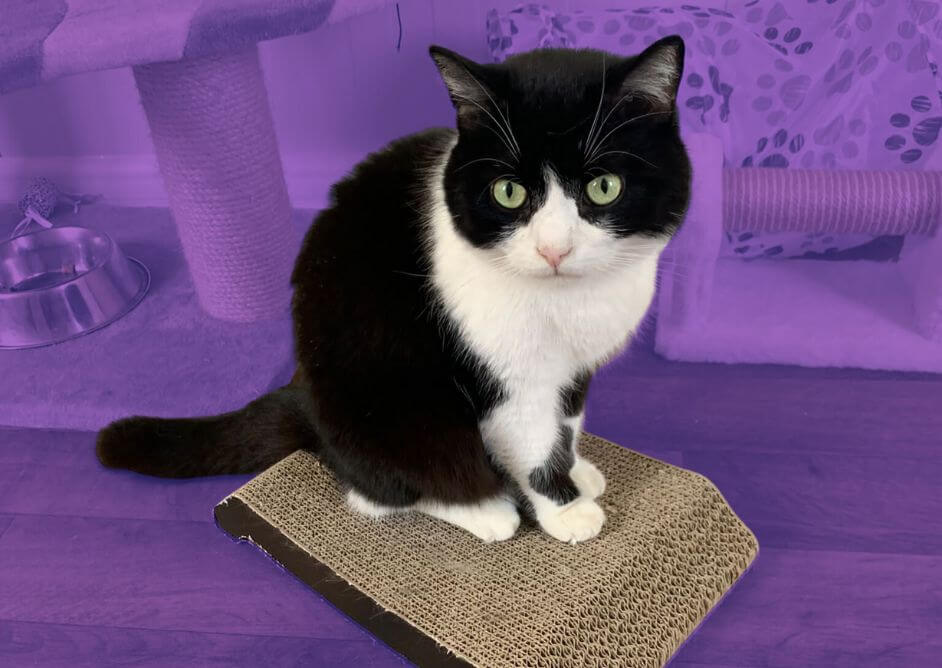 Ayudando a los animales en Ucrania: refugio para gatos rescatados