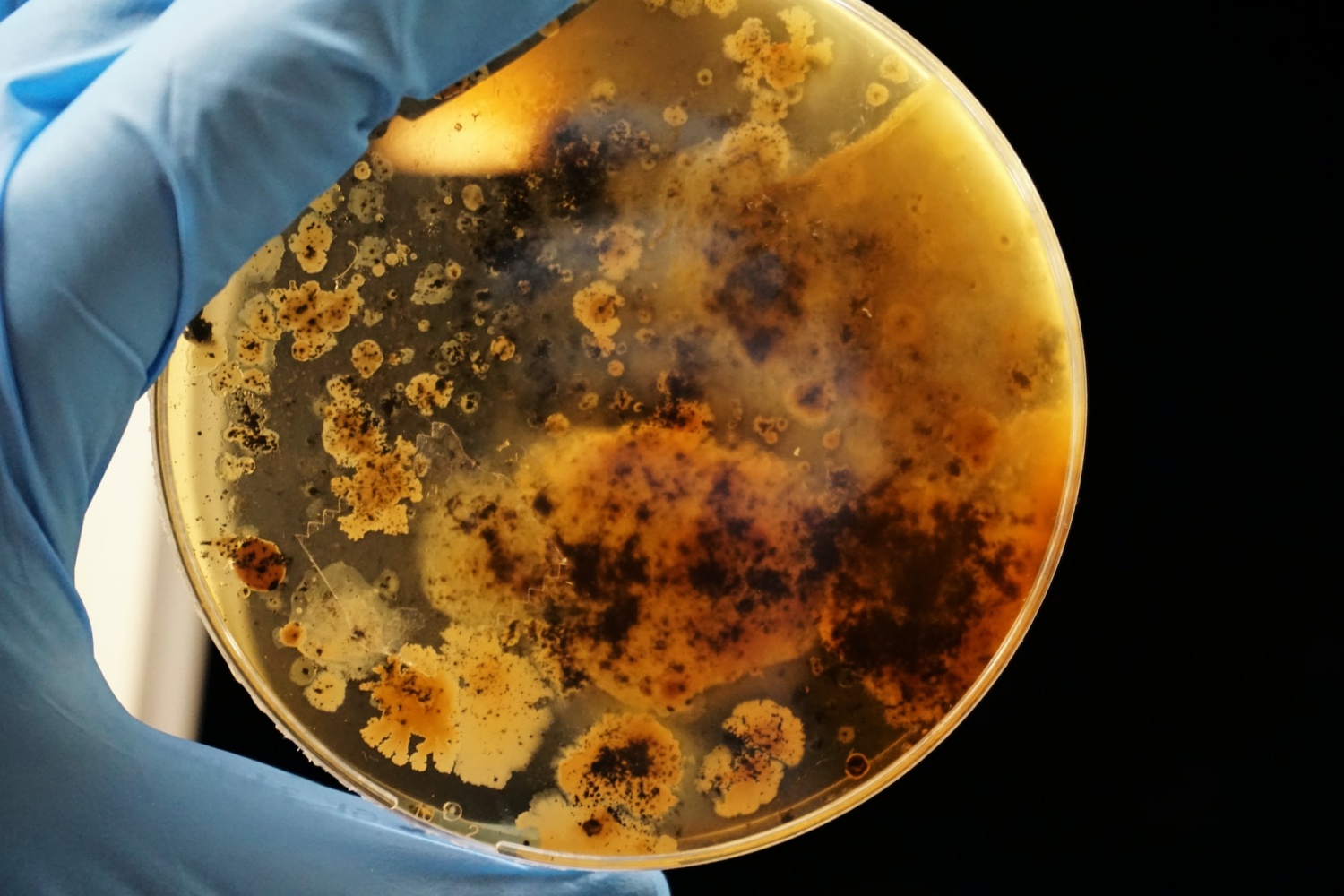 Bacteria E. Coli capaz de tener memoria y tomar decisiones multigeneracionales [Study]