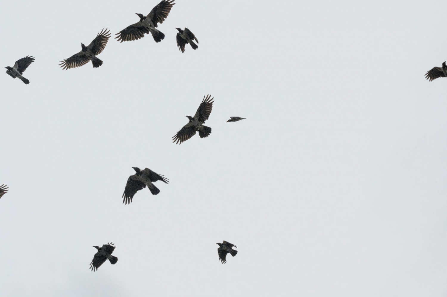 Eerie Murder Of Crows Getting Worse As They Noisily Flock In A Maine City.jpg