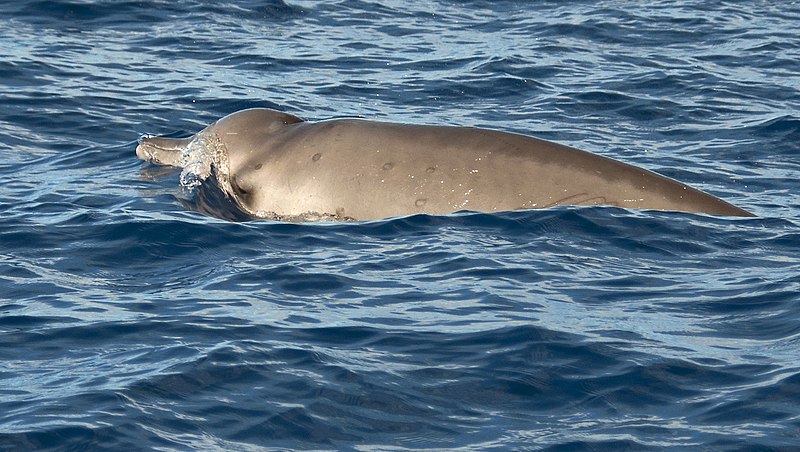 La ballena picuda de Gervais que apareció en la playa de Carolina del Norte probablemente murió por un globo de fiesta [Report]