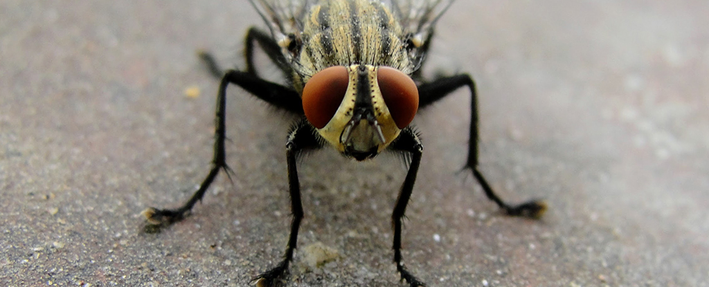 El extraño descubrimiento de una mosca doméstica intacta en los intestinos del hombre sorprende a los médicos: ScienceAlert