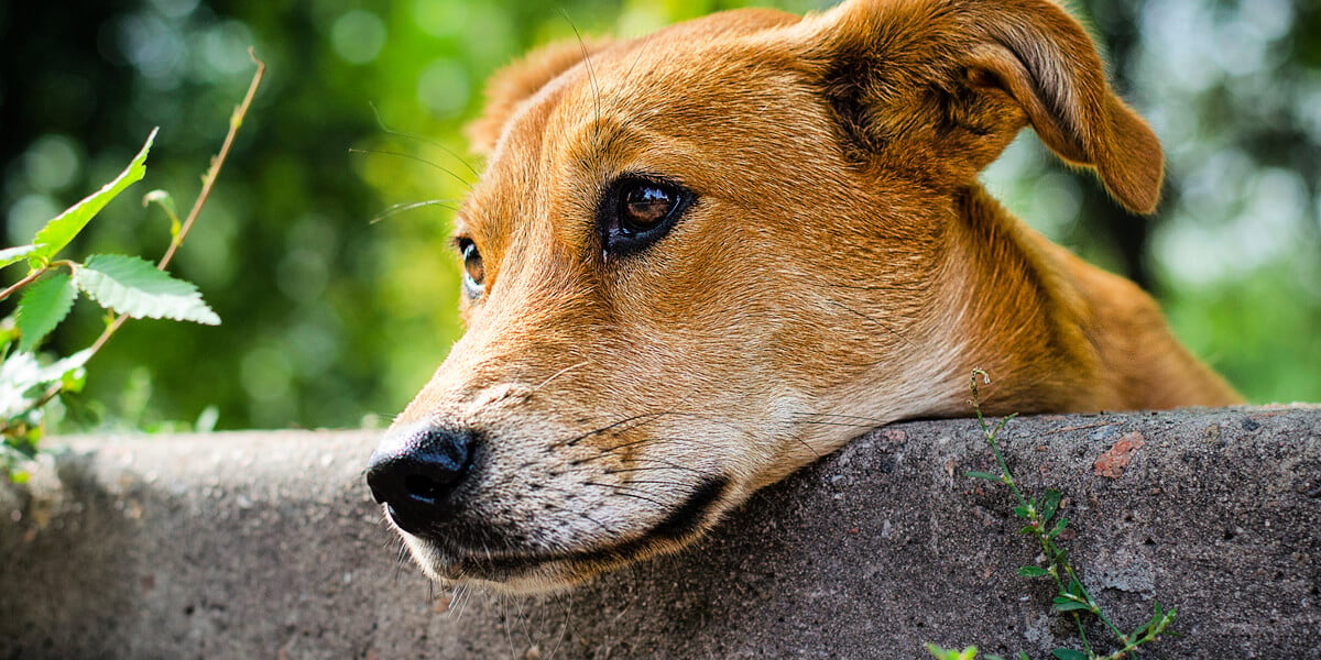 PETA aparece en el podcast ‘Animal Welfare Junction’