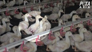 PETA envía ‘Bloody Duck Foot’ y ‘Axe’ al director ejecutivo de H&M en protesta por la caída de las ventas
