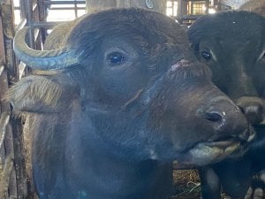 Subasta local bajo fuego de PETA por animales enfermos, jaulas abarrotadas y otros problemas graves