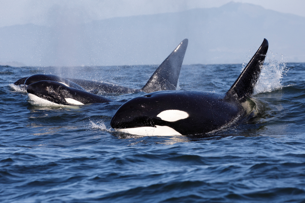 Orcas se dieron un festín con los labios de las ballenas jorobadas y cazaron con antiguos balleneros