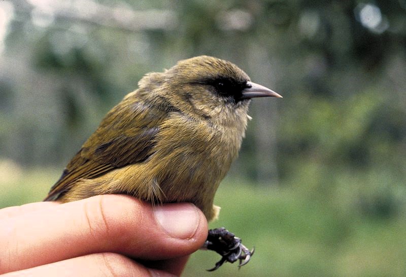 Los últimos 5 pájaros ‘Akikiki se enfrentan a una posible extinción debido a que mosquitos no nativos traen la malaria a Hawái