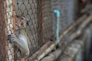 El acaparamiento secreto de tierras de Charles River Laboratories para la instalación de monos provoca el rechazo de PETA
