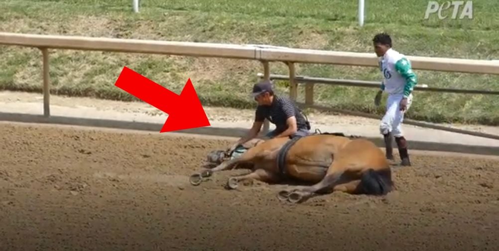 ¿Se droga a los caballos para las carreras?  Mira ’60 minutos’