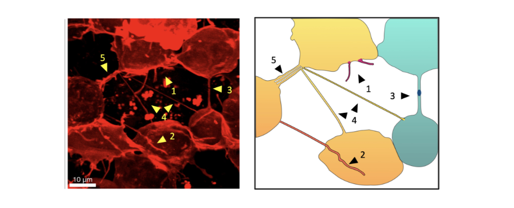 Las células dentro de los embriones vivos utilizan pequeños tubos para enviarse paquetes entre sí: ScienceAlert