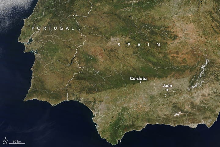 Imágenes de la NASA muestran el dramático impacto de la actual sequía en España: Andalucía y sus olivares se encuentran entre los más afectados