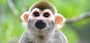 PETA exige a los infractores de las normas del NIH después de que experimentadores quemaran monos en el laboratorio