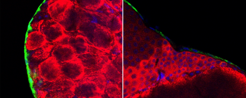 La barrera del cerebro controla el comportamiento de las hormigas