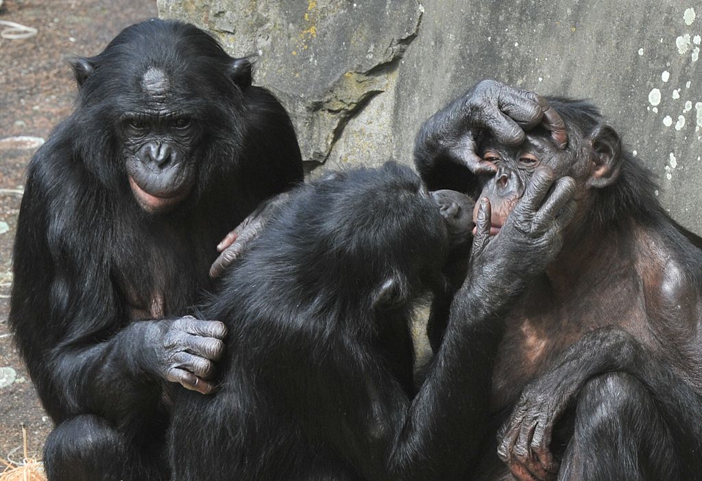 Los bonobos muestran cómo los primeros humanos formaron vínculos sociales y cooperaron