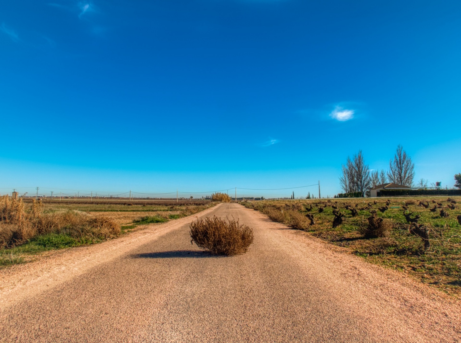 Tumbleweed: Conozca la planta que se traga los barrios y provoca accidentes viales