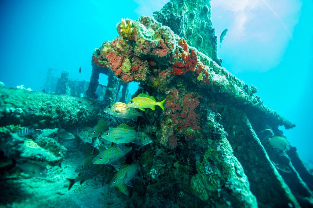 Los naufragios como arrecifes artificiales: una bendición para la conservación marina