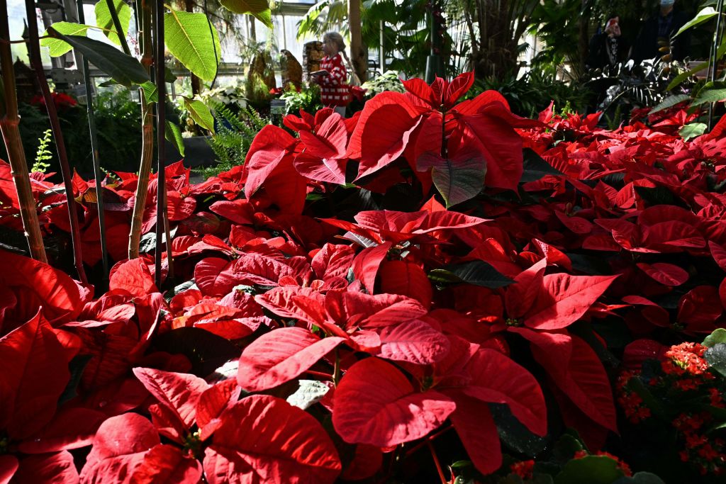 Canales de aire en plantas: un factor clave para la detección y flexión de la luz