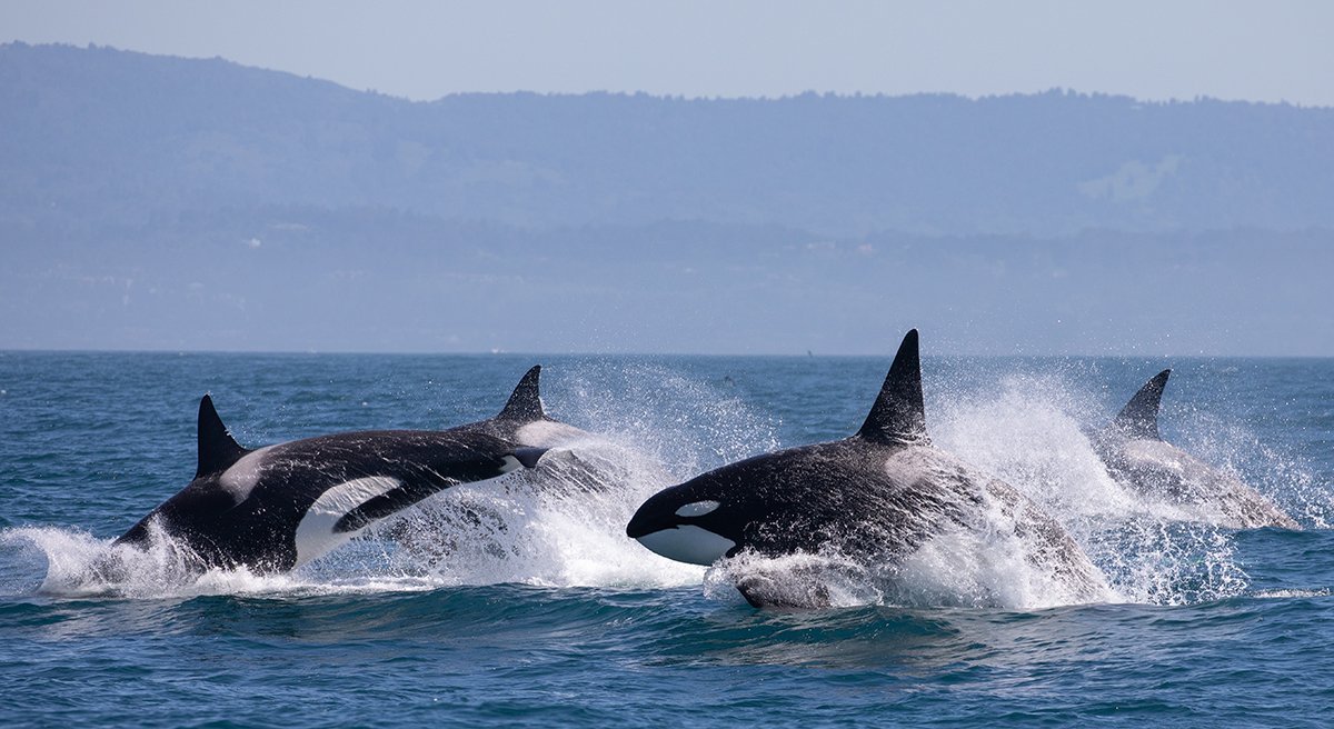 Web Orcas.jpg