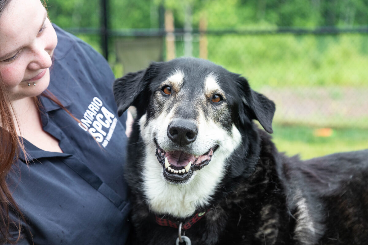 ¿Estás pensando en adoptar un animal VIP?  Lea las preguntas frecuentes sobre VIP