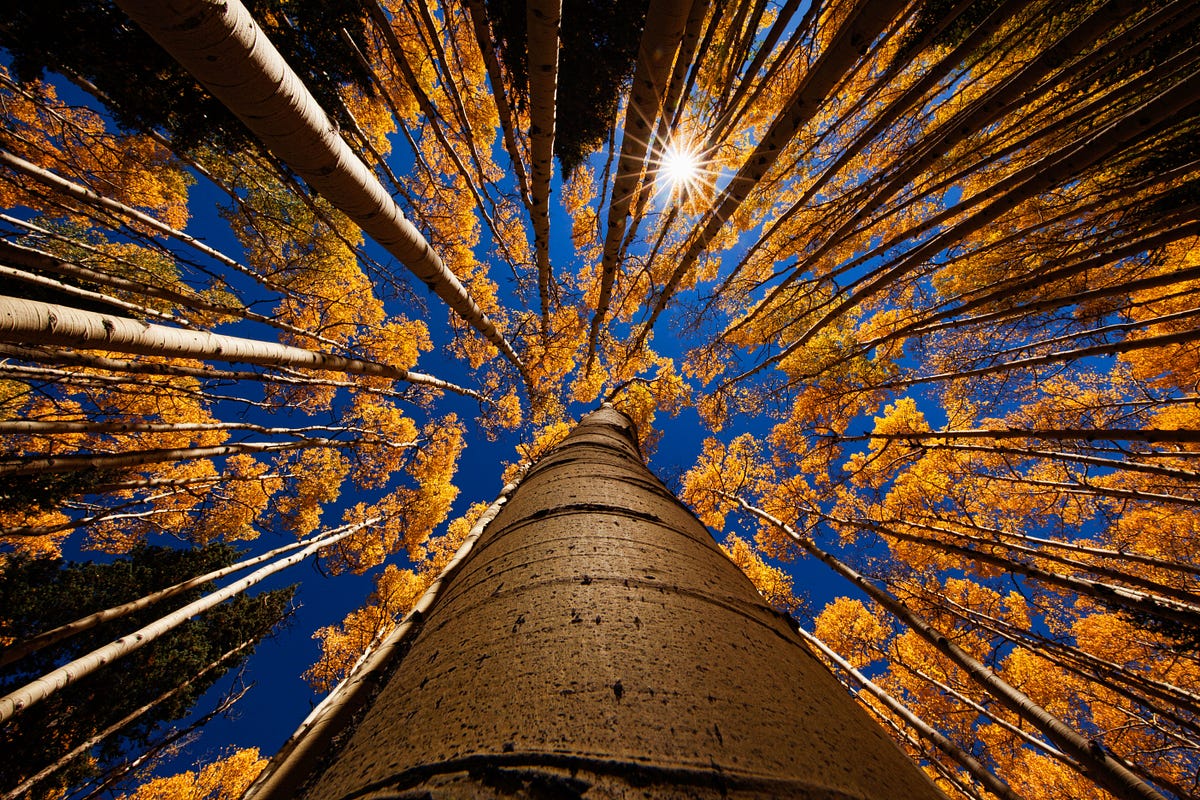 Haga crecer un mapa de árbol con Python y Plotly Express |  por Lee Vaughan