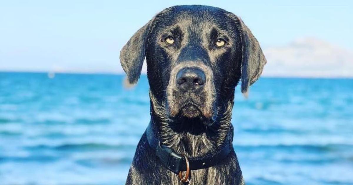Campaña de Puerto Pollensa por la justicia