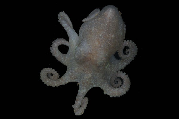 El pulpo antártico guarda secretos de la pérdida de hielo prehistórica en su genoma