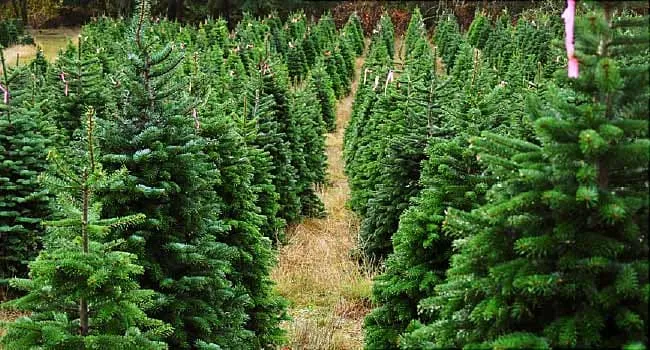 ¿Son mejores para usted los árboles de Navidad sin pulverización?  Qué saber