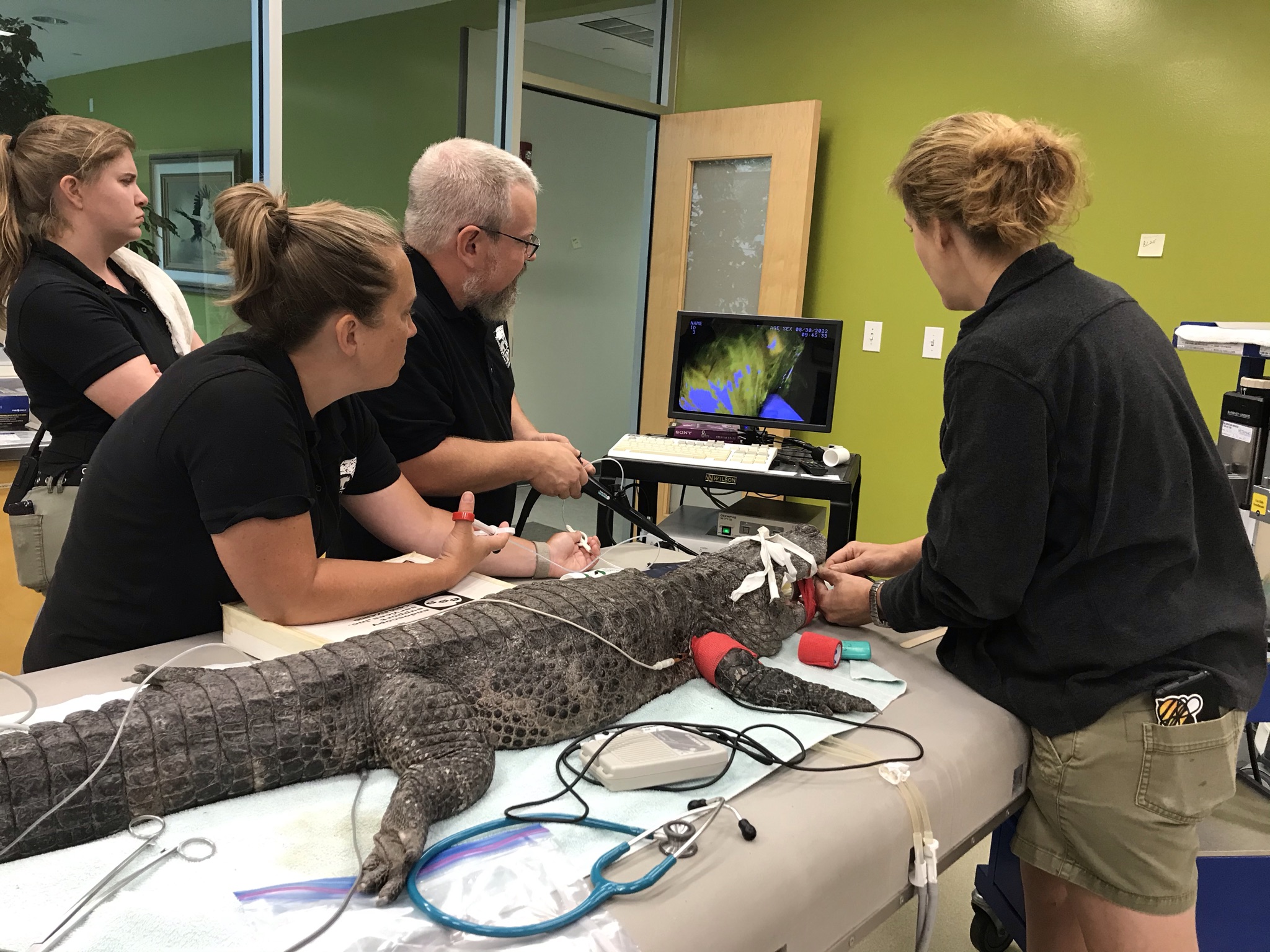Patas y profesionalismo: viaje para convertirse en veterinario del zoológico de Cincinnati