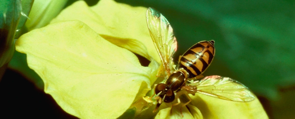 La selección natural en realidad puede ralentizar la evolución, dicen los científicos: ScienceAlert