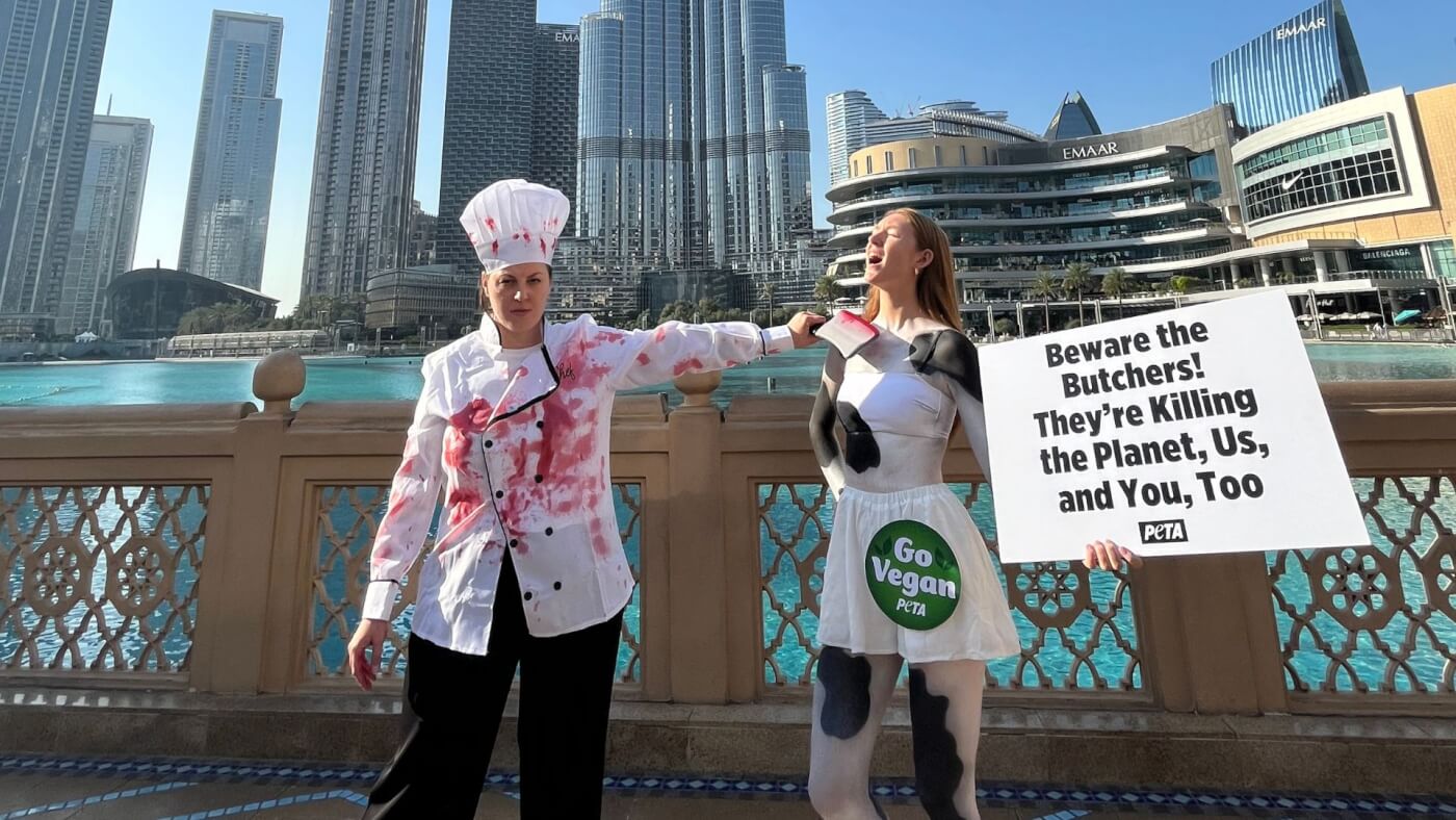 La COP28 recibe llamadas de atención de PETA Reino Unido