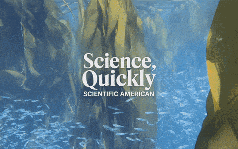 Resulta que los bosques submarinos de algas son cruciales para el salmón