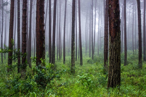 Cómo la mitología forestal conduce a la preservación y al saqueo