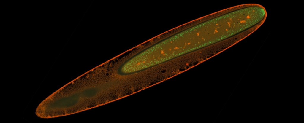 Las bacterias gigantes visibles a simple vista tienen un tipo de metabolismo nunca antes visto: ScienceAlert