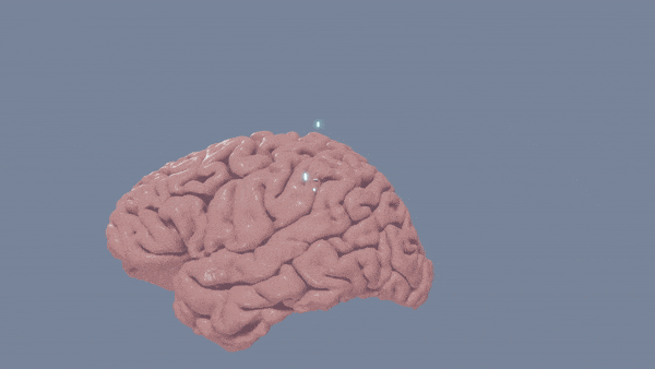 Las revelaciones alucinantes de 2023 en las ciencias del cerebro