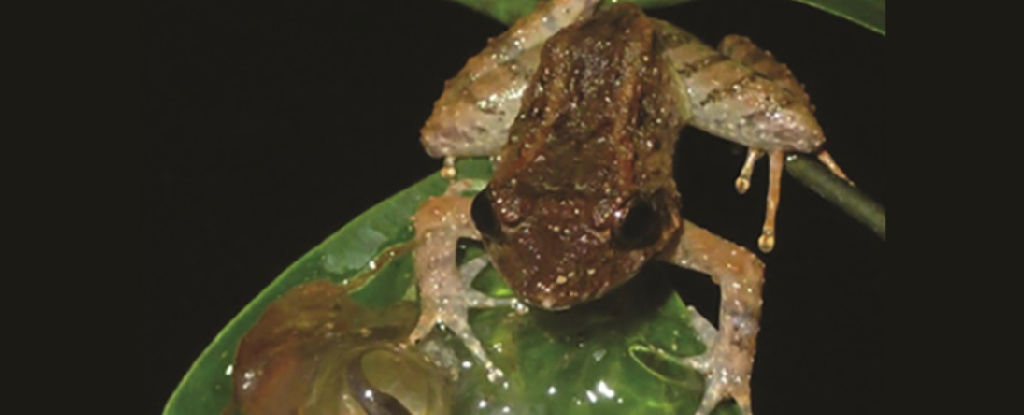 La especie de rana con colmillos más pequeña del mundo encontrada acechando en la jungla de Indonesia: ScienceAlert