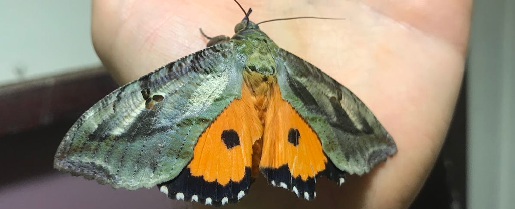 Los científicos contaron todas las especies en su hogar y se llevaron una gran sorpresa: ScienceAlert