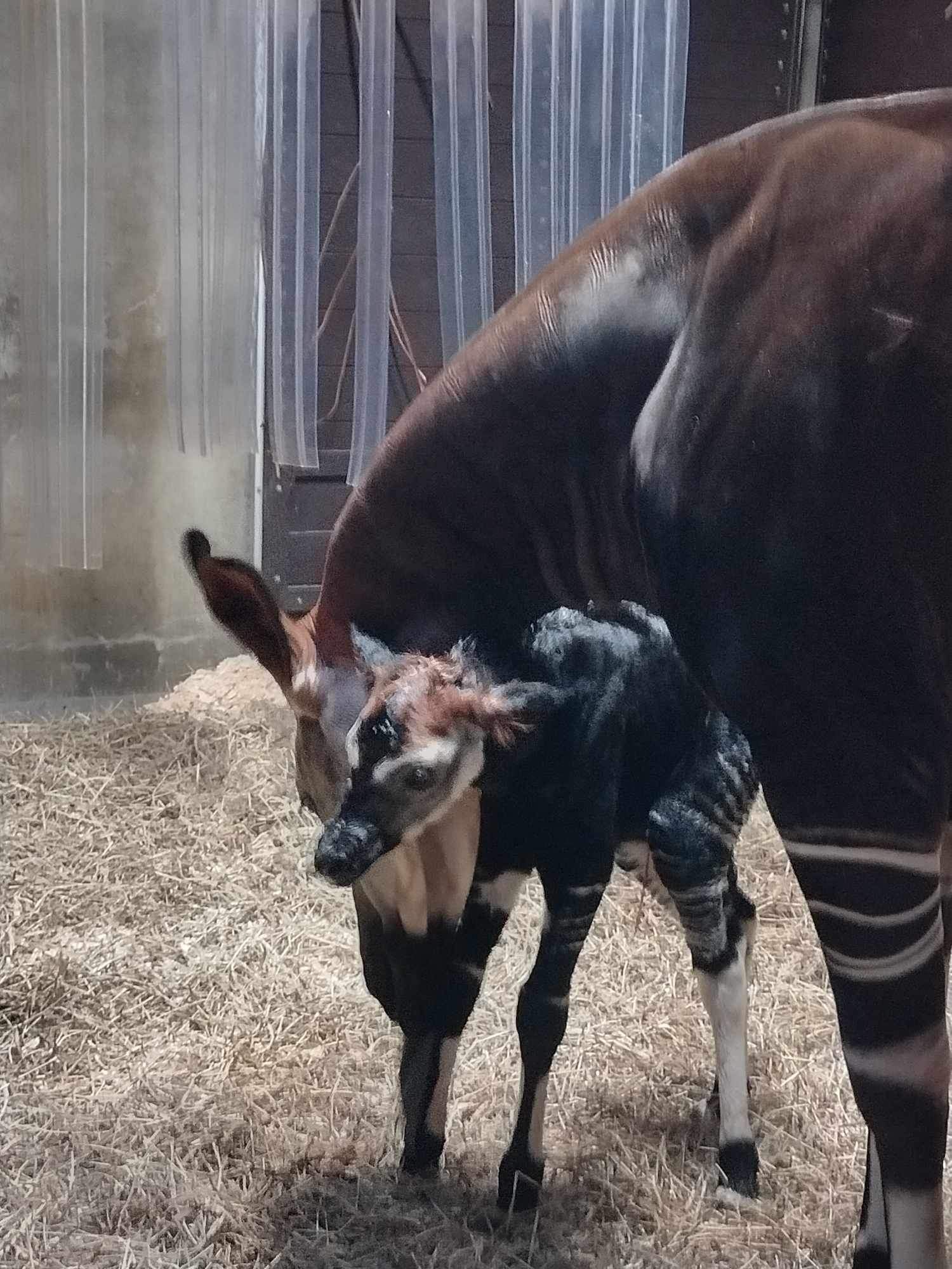 Baby Okapi trae alegría al mundo del zoológico de Cincinnati
