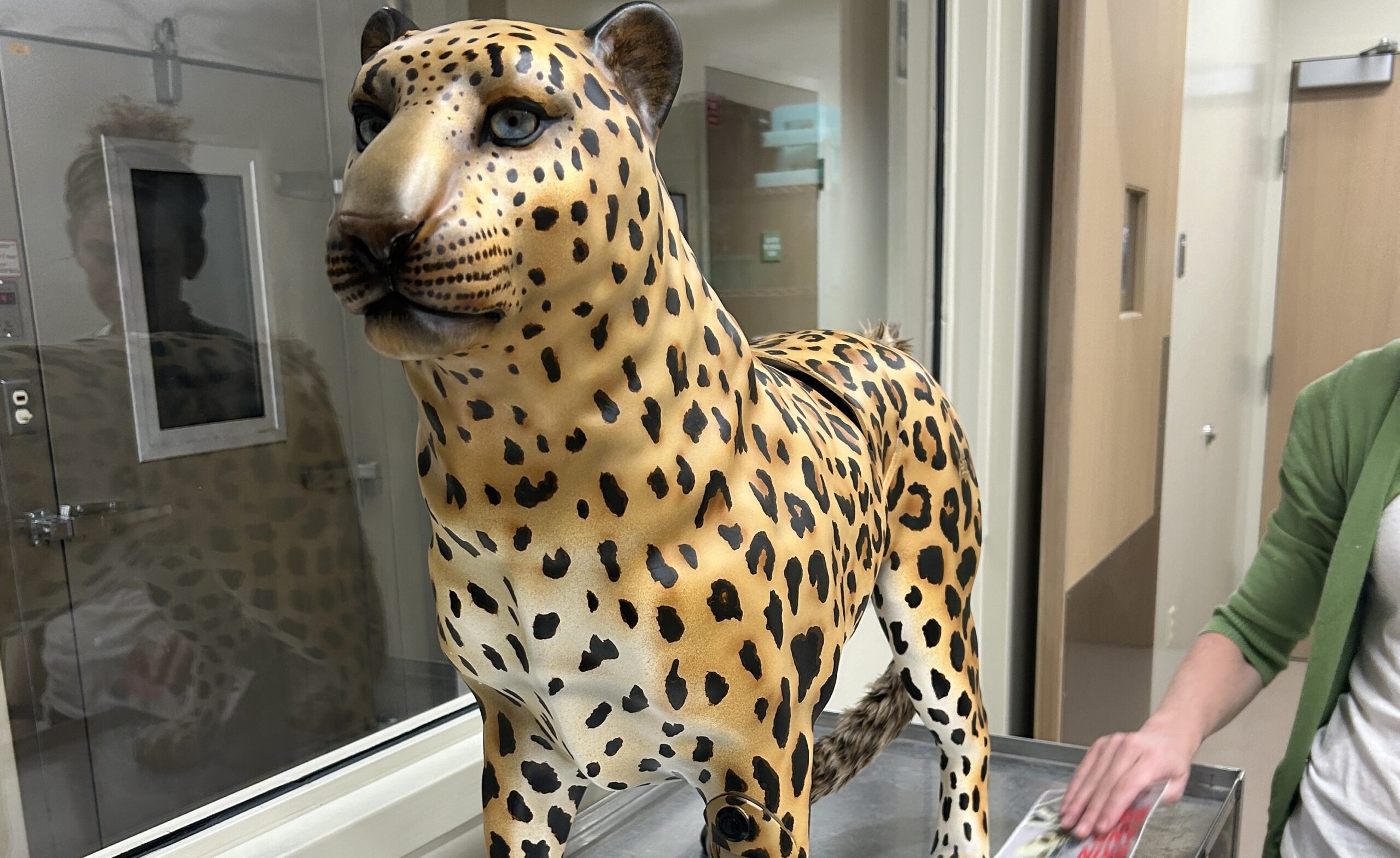 Conoce a Marta, la Simuladora de Leopardo 3D